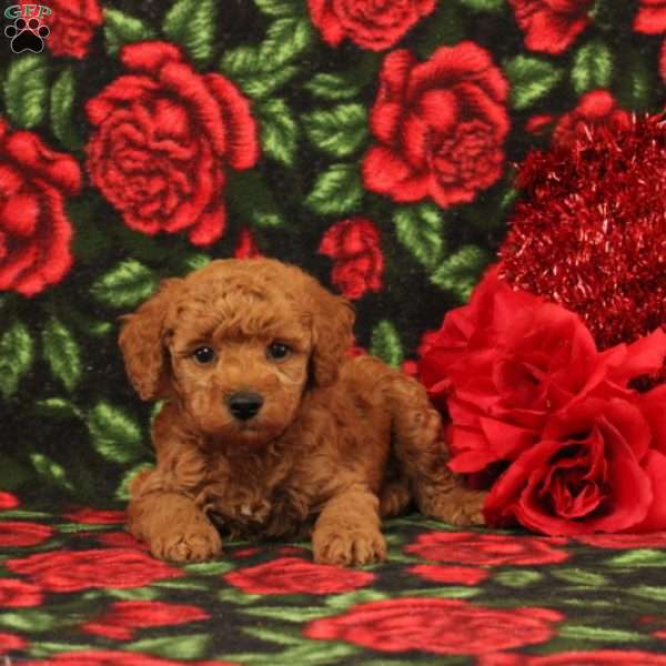 Solomon, Miniature Poodle Puppy